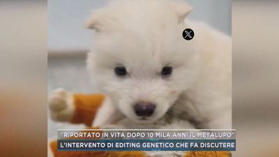 "Riportato in vita dopo 10 mila anni il metalupo"