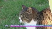 Strage di gatti a Polla, avvelenati con il cibo: la denuncia