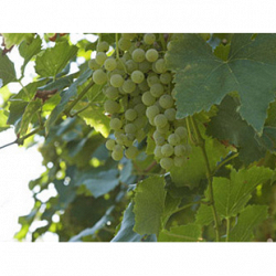 Cantina San Martino logo