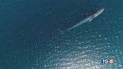 Sulla rotta dei cetacei meraviglie della natura