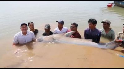 In Cambogia trovati sei pesce gatto giganti del Mekong