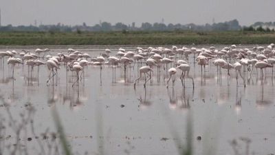Clacson, fari, perfino cannoncini, sul delta del Po le ronde contro i fenicotteri