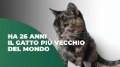 Ha 26 anni il gatto più vecchio del mondo, è nel Guinness