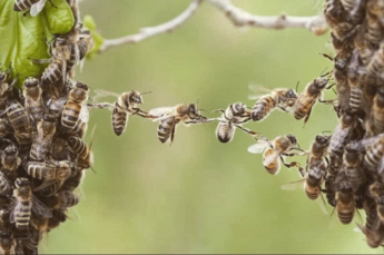 Miele del Tuccio api