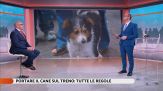 Portare il cane sul treno: tutte le regole