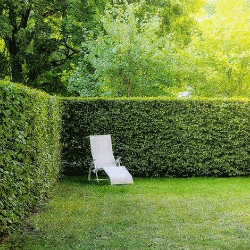 Ferrigno Garden logo