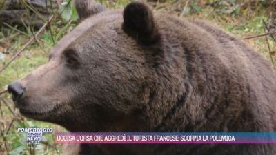 Uccisa l'orsa che aggredì il turista francese