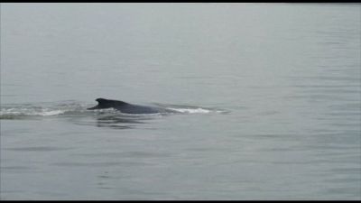 Le balene nuotano nella baia di New York, ma minacciate dalle navi