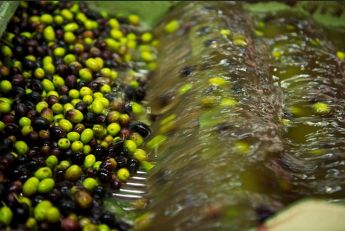 COOPERATIVA AGRICOLA SAN FELICE LA VERITA' Lavorazione delle olive