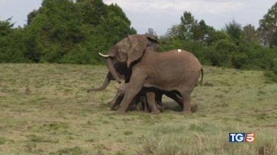Sos zanne e siccità, elefanti da salvare