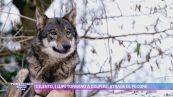 Cilento, i lupi tornano a colpire: strage di pecore