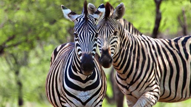La zebra è bianca a strisce nere o nera a strisce bianche?
