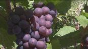 L'Italia è il primo paese al mondo per la produzione di vino