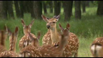 Diritti e biodiversità, costituzionalisti e istituzioni in dialogo