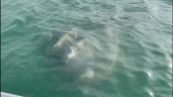 Non solo il delfino Mimmo, a Venezia appare in laguna un pesce luna