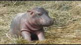 Nasce al parco Natura Viva l'unico baby ippopotamo d'Italia dal 2021