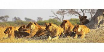 G & P TRAVEL Safari