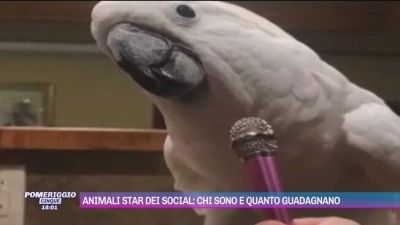 Animali star dei social: chi sono e quanto guadagnano