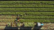 Agricoltura e crisi geopolitiche: uno scenario ridisegnato