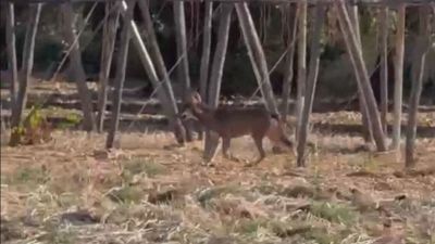 Da Bari al Salento, dopo la Xylella adesso in Puglia è allarme lupi