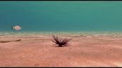 La biodiversità marina che resiste anche nei santuari del turismo