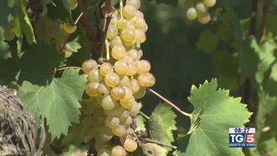 Gusto di Vino: il Roero