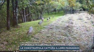 Un branco di lupi nelle campagne liguri