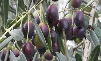 LA CANONICA Olive