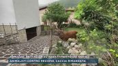 Abruzzo, battaglia su abbattimento dei cervi