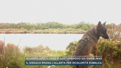 Allarme lupo, il caso di Sant'Ambrogio sul Garigliano