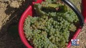 Gusto di Vino: l'uva passerina