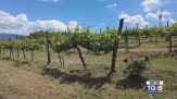 Gusto diVino: lo Chardonnay