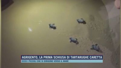 Agrigento, la prima schiusa di tartarughe Caretta