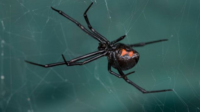 Morso Rondo Morso di ragno: cosa fare, come evitarlo e come riconoscerlo