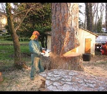 Taglio tronco Acer Giardini