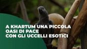 A Khartum una piccola oasi di pace con gli uccelli esotici