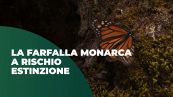 La farfalla monarca a rischio estinzione