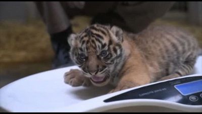 Francia, allo zoo di Amiens nati due cuccioli di tigre di Sumatra