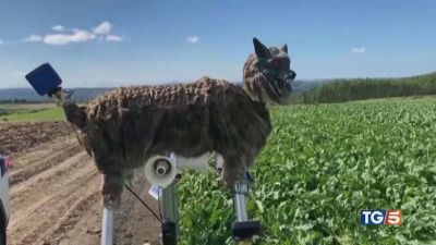 Lupi robot come spaventapasseri