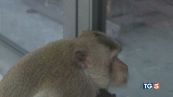 Animali in fuga per essere liberi