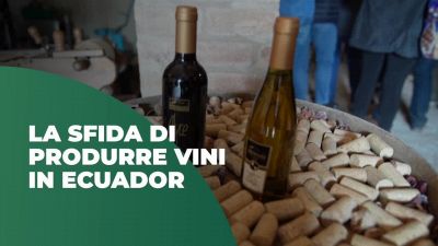 La sfida di produrre vino in Ecuador