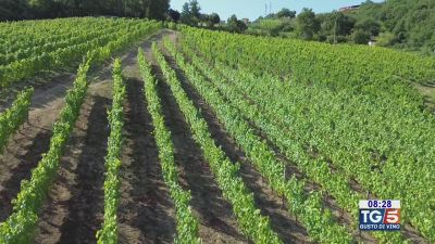 Gusto DiVino: un vigneto storico nel Cilento