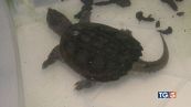 Animali esotici piaga pericolosa