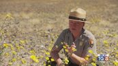 Magica fioritura nella Death Valley