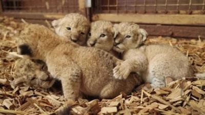 Prime visite mediche per 5 leoncini nati in uno zoo in Norvegia