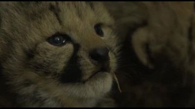 Lo zoo di Montpellier festeggia la nascita di tre baby ghepardo