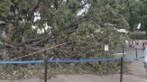 Un albero piomba sulla folla, dodici feriti a Venezia