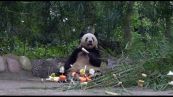 Spiedini di frutta fresca per il compleanno del panda Xiang Xiang