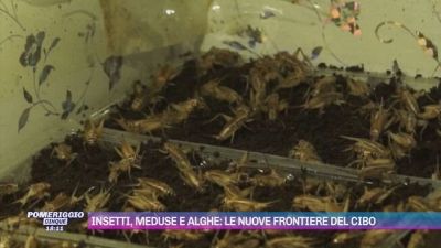 Insetti, meduse e alghe: le nuove frontiere del cibo