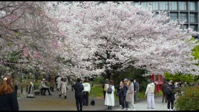 La fioritura dei ciliegi al massimo del suo splendore a Tokyo